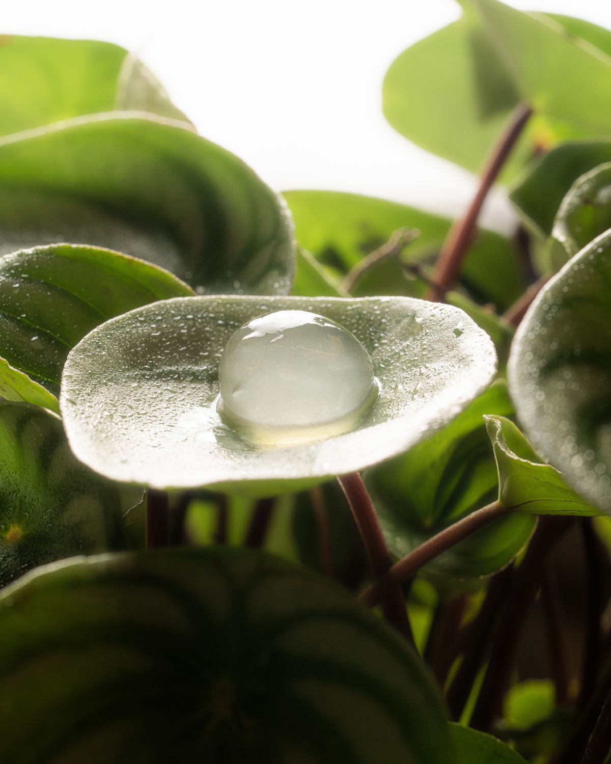 Detalle de mesa y decoración